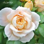 دانلود آهنگ عایشه گل بهت قول میدم سخت نیست