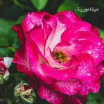 دانلود آهنگ نفس نفس به یادتم من کار دله با صدای بچه