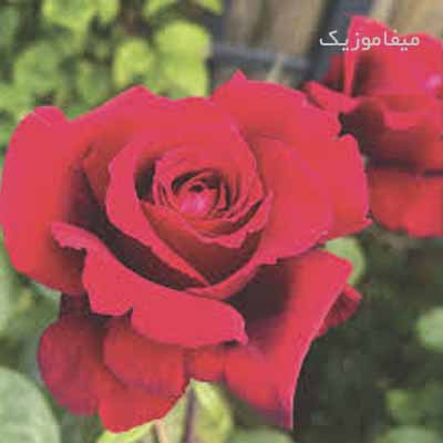 دانلود اهنگ ای جان به اون چشای عسلیت با صدای دختر
