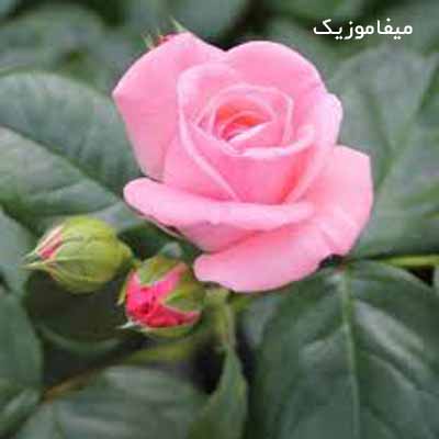 دانلود اهنگ عربی عایشالک + ریمیکس