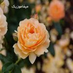 دانلود آهنگ ماهک زن لر