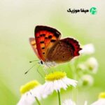 دانلود اهنگ پروانه پر زد از پیله رفت دارم میشم بیبی پیرمرد