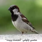دانلود آهنگ محسن چاوشی گنجشک پریده