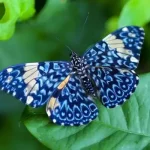 دانلود آهنگ پروانه آبی نمونده راهی عین یه خوابی توی بیداری