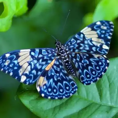 دانلود آهنگ پروانه آبی نمونده راهی عین یه خوابی توی بیداری