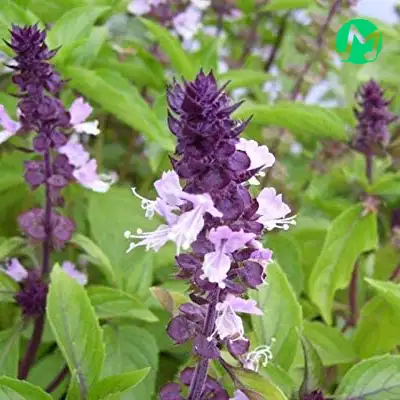 دانلود آهنگ توام بچم وی شهر و وی دیاره (صوتی Mp3)