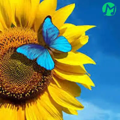 دانلود آهنگ و زندگی خستیم خستیم وی روزگار