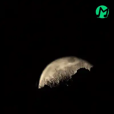 ریمیکس محمد محرمی آرامش دلم دانلود ریمیکس اهنگ آرامش دلم دلم دلم وصلی به جون من