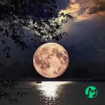 دانلود آهنگ این دلو بدون تو بگو میخوام چکار