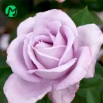 دانلود آهنگ من چیزی نگم تو میدونی حرفای دلمو میخونی