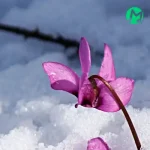 دانلود آهنگ چه هوایی چه بارونی عجب عطر زمستونی هواتو کردم