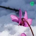 دانلود آهنگ چه هوایی چه بارونی عجب عطر زمستونی هواتو کردم