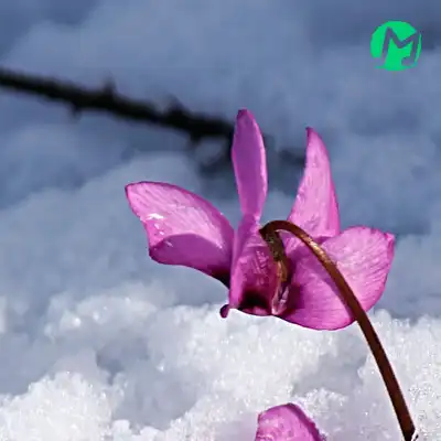 دانلود آهنگ چه هوایی چه بارونی عجب عطر زمستونی هواتو کردم