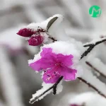 دانلود آهنگ یه غرور یخی از مرتضی پاشایی + کلیپ استوری