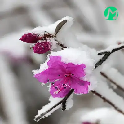 دانلود آهنگ یه غرور یخی از مرتضی پاشایی + کلیپ استوری