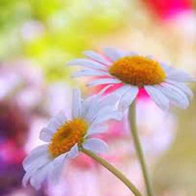 دانلود آهنگ یچاره منم بی تو بی خانه منم بی تو