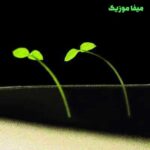 دانلود آهنگ ریشه ی خشک دلم سبز شده از دشی