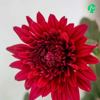 دانلود آهنگ گل سیرمه کشی دو چشم کاله از ماهک