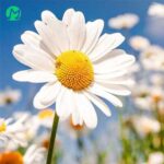 دانلود آهنگ تو که دونی تا قیومت چشم مو دنبالته