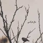 دانلود آهنگ ترسم پریشان کند بسی محمدرضا شجریان