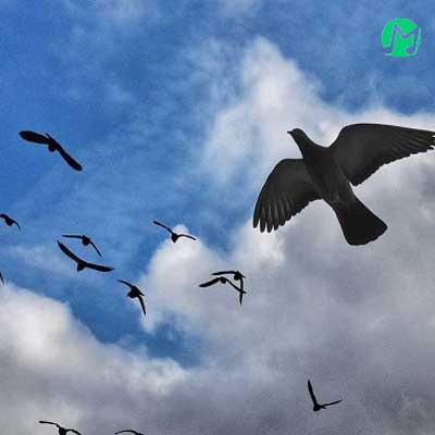 دانلود آهنگ یه دفعه پر زد از دلم به آسمون سپردمش (کامل 320)