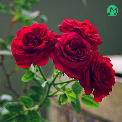 دانلود آهنگ یار جونیم از ماهک Mahak | Yar Jonim / متن و کلیپ استوری