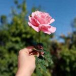 دانلود آهنگ به شیراز اومدم غمگینو خسته از ستایش صادق زاده و اصغر علیزاده / کلیپ و متن کامل