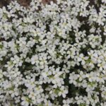دانلود آهنگ کنار غریوم که برد نصیوم از ماهک / لری غمگین + کلیپ و متن کامل
