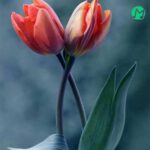 دانلود آهنگ اگر گناهی بیا بگردمت یه تیکه ماهی / Agar Gonahi Bia Begardamat
