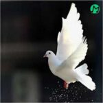 دانلود آهنگ کبوتر خیالم هر شو ایا به مالت از مهدی پوراحمدی :: کلیپ استوری (لری غمگین)