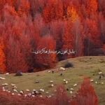 دانلود آهنگ آخ بلبل نخون مره بیدار هاکردی از مهدی آبگون (مازندرانی / عاشقانه) متن کامل + کلیپ استوری