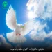 دانلود آهنگ کبوتر سفیدم لب بومه از ستایش صادق زاده