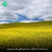 دانلود آهنگ تو به یک دشت پر از گل تو به یک شهر طلایی (هوش مصنوعی)