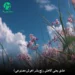 دانلود آهنگ عشق یعنی کاهش رنج بشر (هوش مصنوعی / کامل MP3)