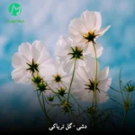 دانلود آهنگ غم درون سینمه ام دشت شده از دشی + کلیپ استوری