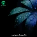 دانلود آهنگ زنگ بزن بگو دستم خورد (ترند اینستاگرام MP3) کلیپ اجرای زنده