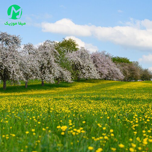 دانلود آهنگ باهاریم یازیم منیم | ترند اینستا