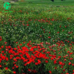 دانلود آهنگ عمری نپریدم که فقط زنده بمانم (هوش مصنوعی)