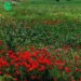دانلود آهنگ عمری نپریدم که فقط زنده بمانم (هوش مصنوعی)