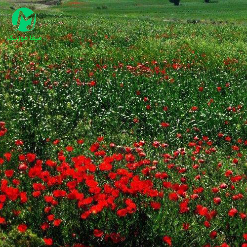 دانلود آهنگ عمری نپریدم که فقط زنده بمانم (هوش مصنوعی)