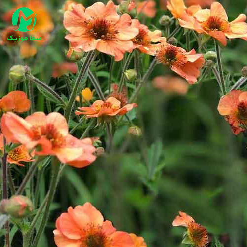 دانلود آهنگ بگو دردت چنه عزیزم از دیارا